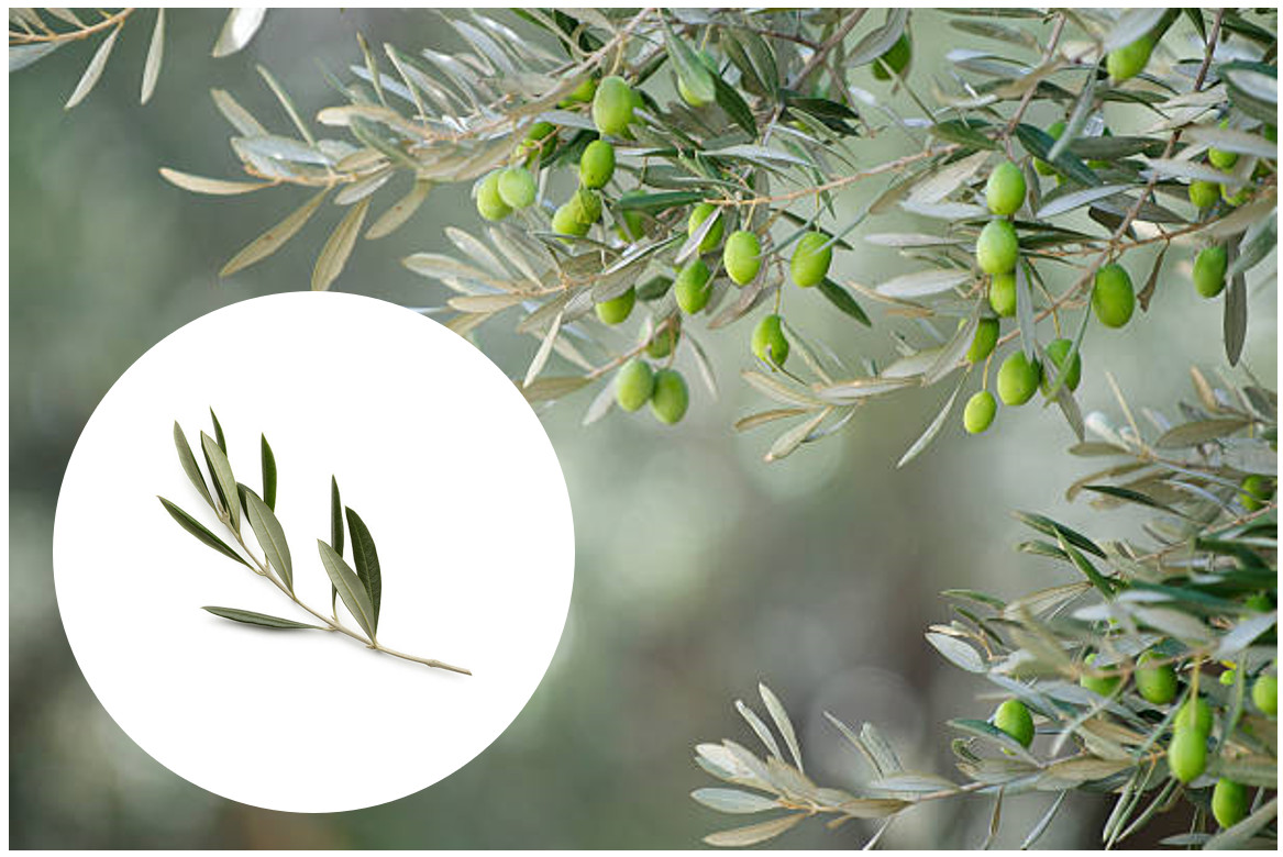 olive leaf